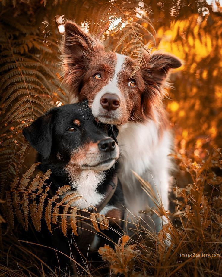 1100+ Dog Images Free Download | Cute Dog Pictures | 1093 adorable dog pictures -