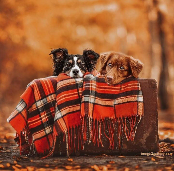 1100+ Dog Images Free Download | Cute Dog Pictures | 1111 adorable dog pictures -(1)