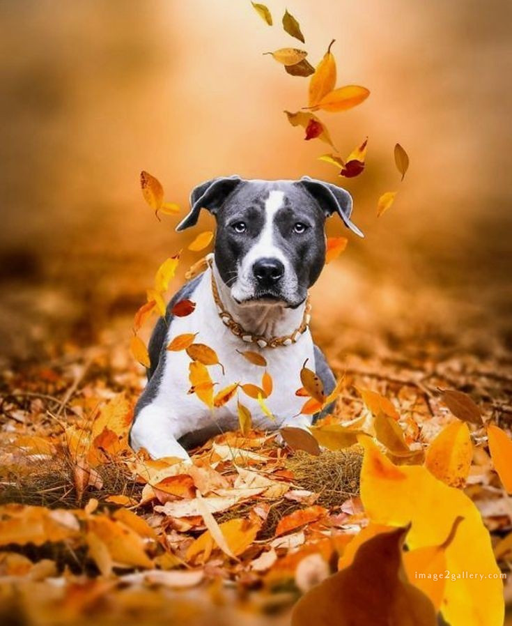 1100+ Dog Images Free Download | Cute Dog Pictures | 1102 adorable dog pictures -(10)