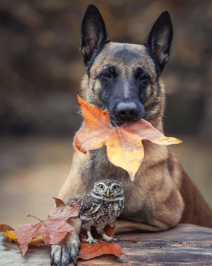 1100+ Dog Images Free Download | Cute Dog Pictures | 1104 adorable dog pictures -(12)