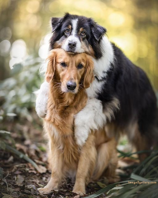 1100+ Dog Images Free Download | Cute Dog Pictures | 1099 adorable dog pictures -(13)