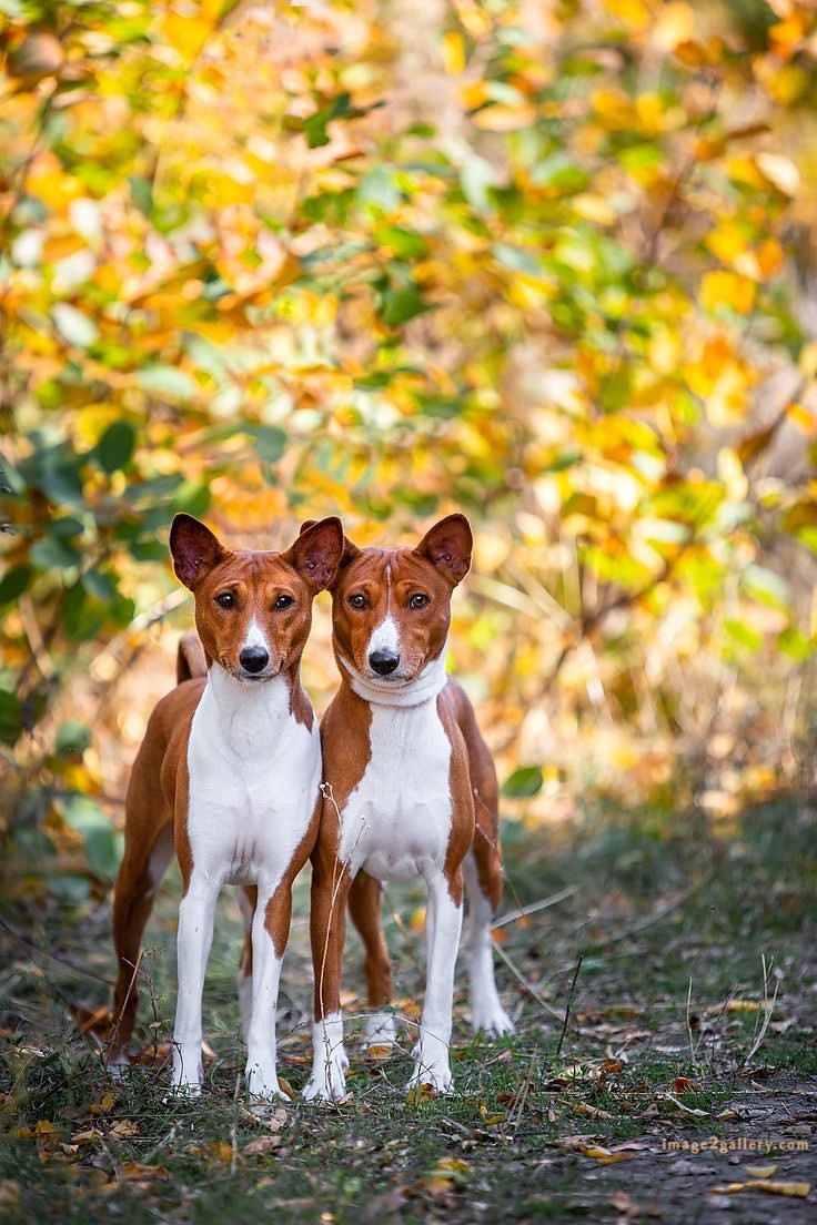 1100+ Dog Images Free Download | Cute Dog Pictures | 1090 adorable dog pictures -(18)