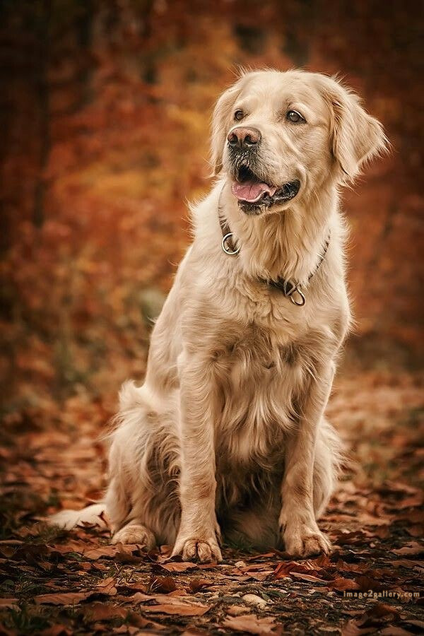 1100+ Dog Images Free Download | Cute Dog Pictures | 1091 adorable dog pictures -(19)