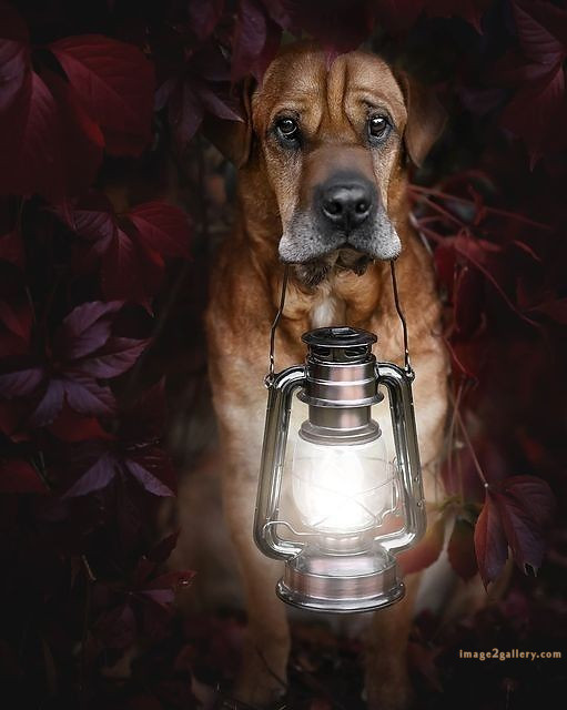 1100+ Dog Images Free Download | Cute Dog Pictures | 1110 adorable dog pictures -(2)