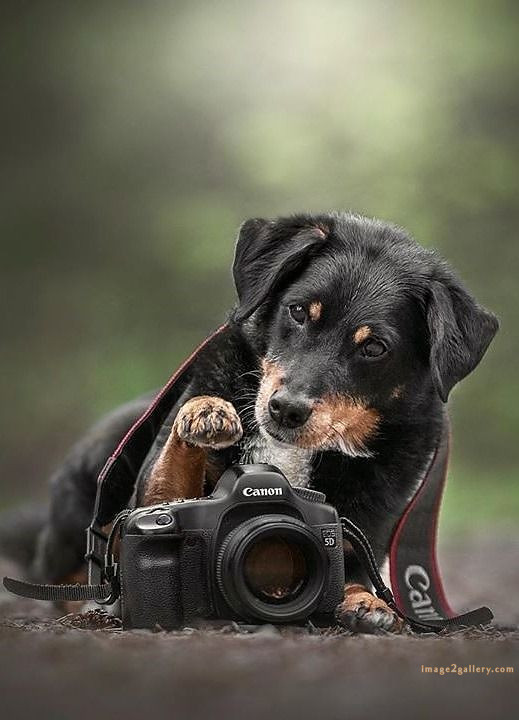 1100+ Dog Images Free Download | Cute Dog Pictures | 1109 adorable dog pictures -(3)