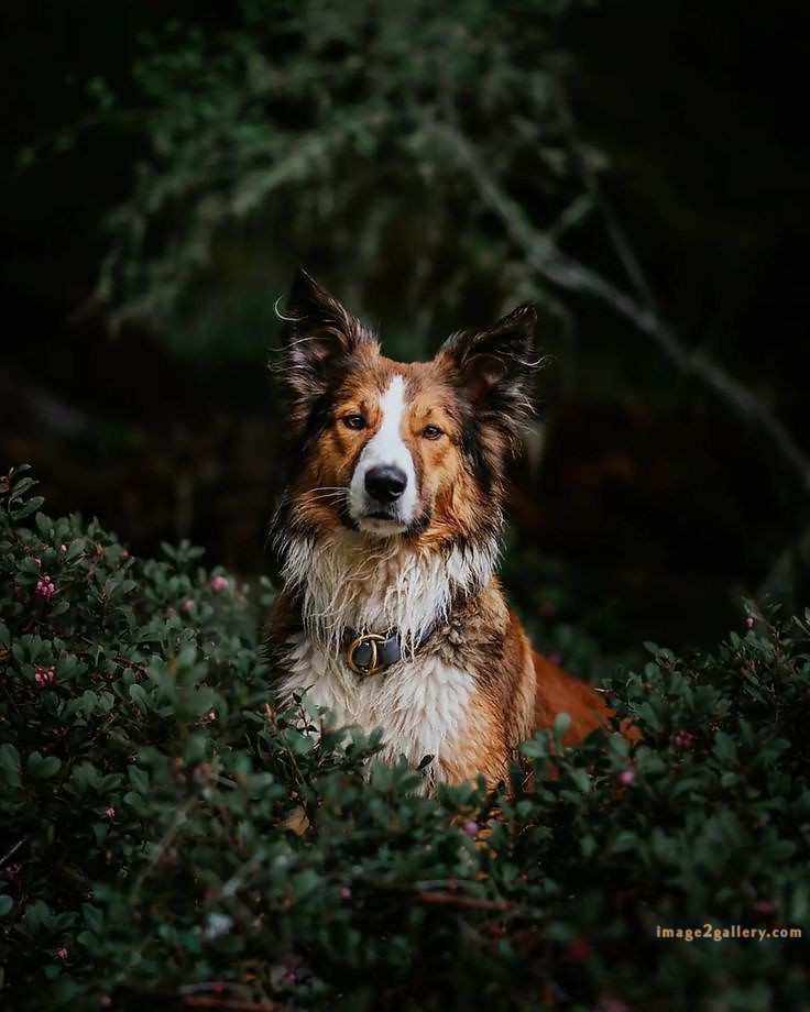 1100+ Dog Images Free Download | Cute Dog Pictures | 1108 adorable dog pictures -(4)