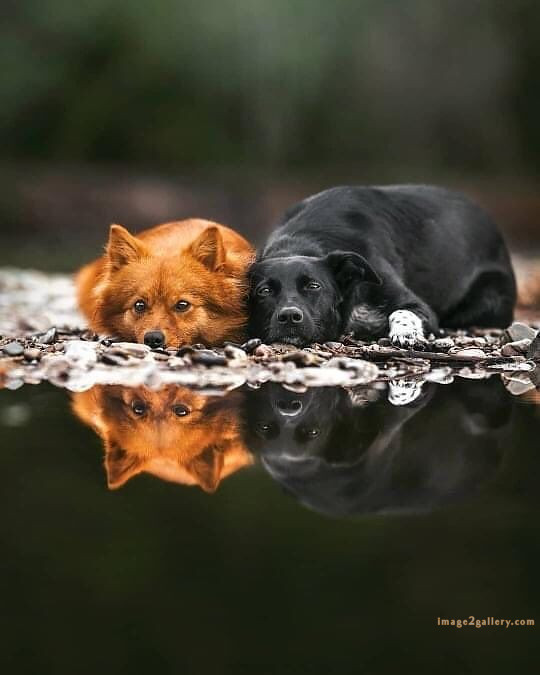 1100+ Dog Images Free Download | Cute Dog Pictures | 1107 adorable dog pictures -(5)