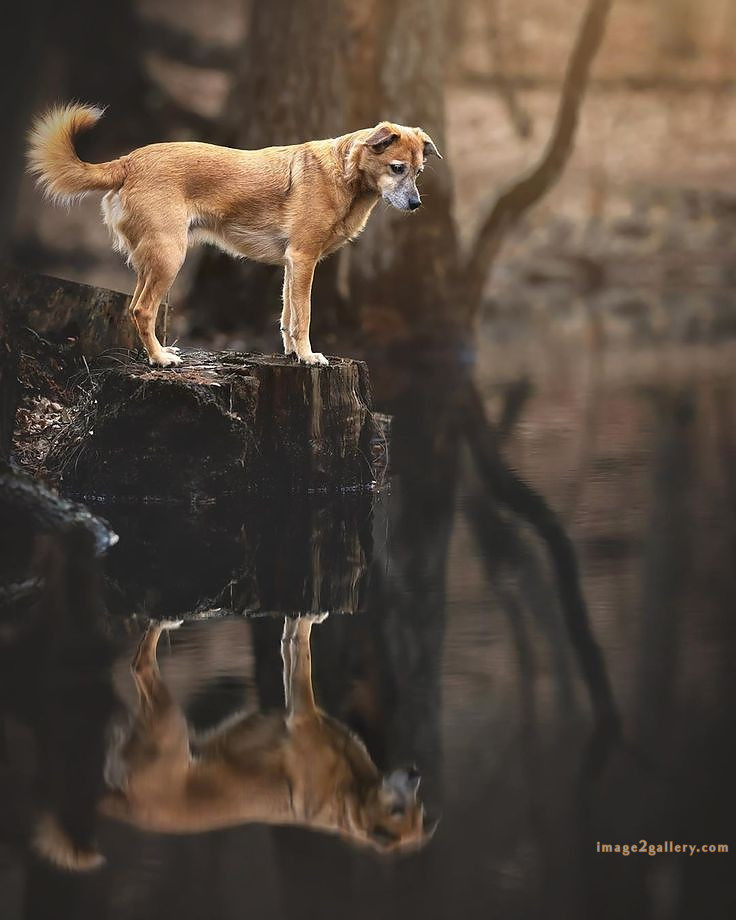 1100+ Dog Images Free Download | Cute Dog Pictures | 1106 adorable dog pictures -(6)