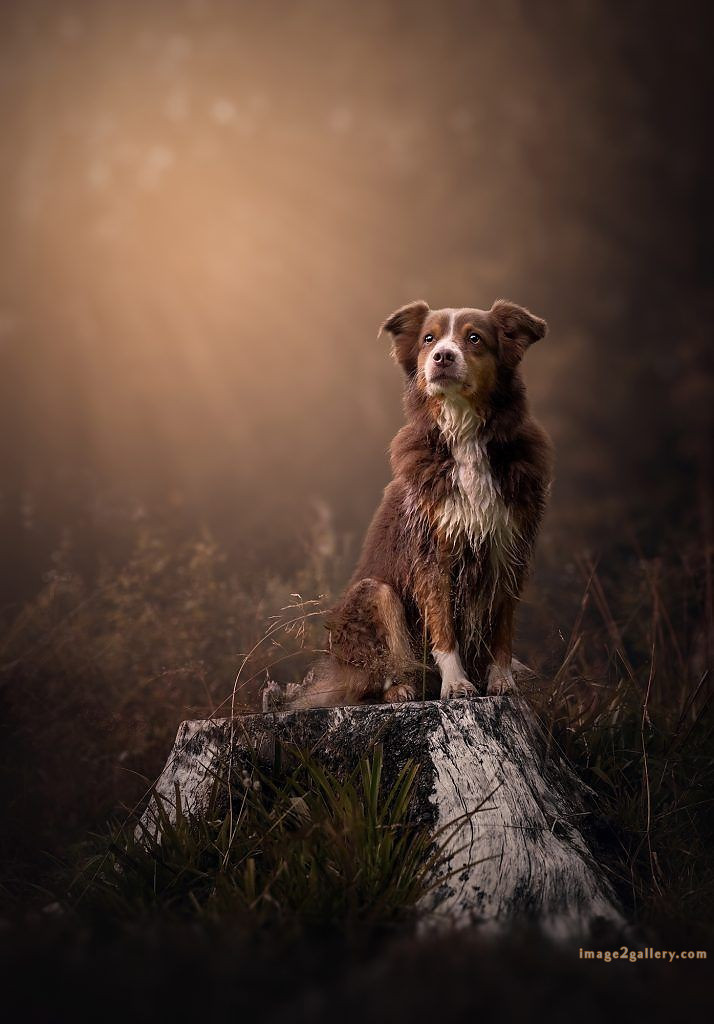 1100+ Dog Images Free Download | Cute Dog Pictures | 1105 adorable dog pictures -(7)