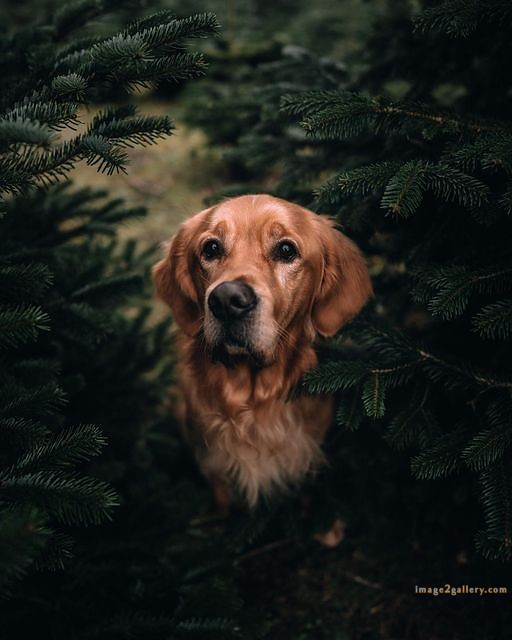 1100+ Dog Images Free Download | Cute Dog Pictures | 1100 adorable dog pictures -(8)