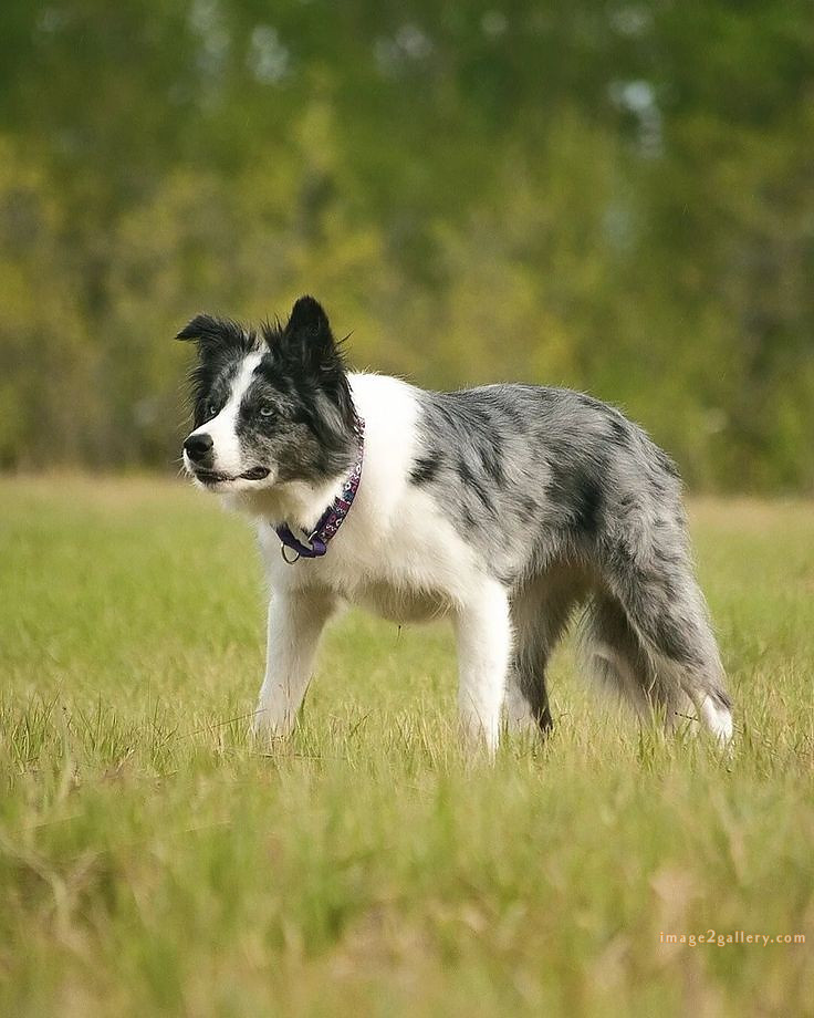 1100+ Dog Images Free Download | Cute Dog Pictures | 1094 animal dog image -(1)