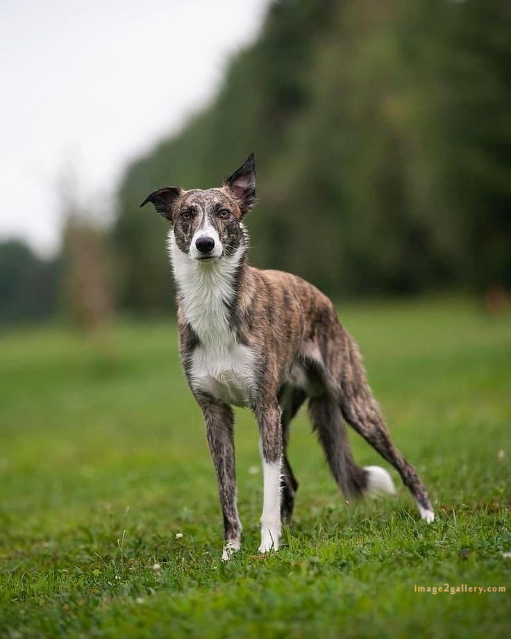 1100+ Dog Images Free Download | Cute Dog Pictures | 1083 animal dog image -(10)