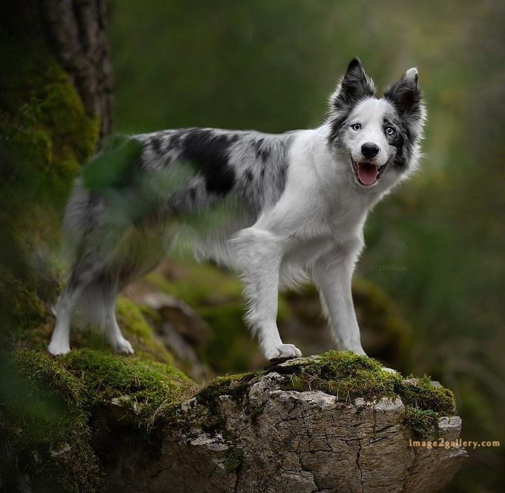 1100+ Dog Images Free Download | Cute Dog Pictures | 1084 animal dog image -(11)