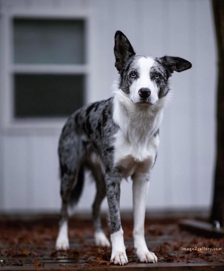 1100+ Dog Images Free Download | Cute Dog Pictures | 1075 animal dog image -(12)