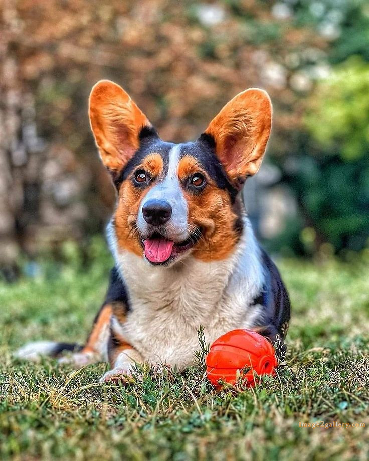 1100+ Dog Images Free Download | Cute Dog Pictures | 1076 animal dog image -(13)