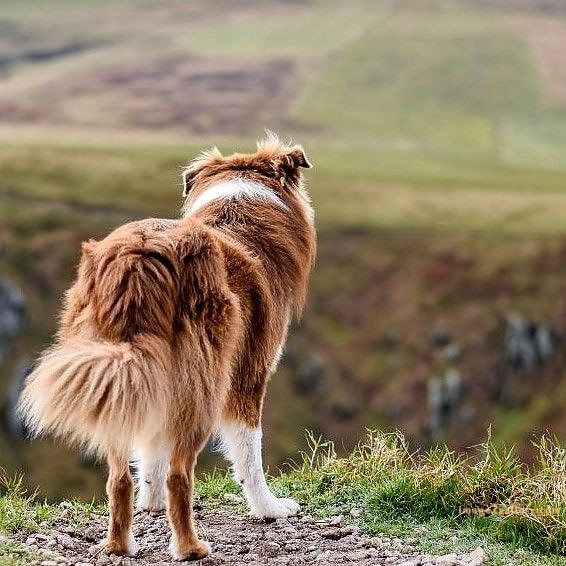 1100+ Dog Images Free Download | Cute Dog Pictures | 1078 animal dog image -(15)