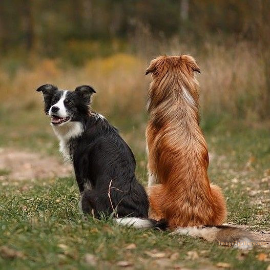 1100+ Dog Images Free Download | Cute Dog Pictures | 1079 animal dog image -(16)