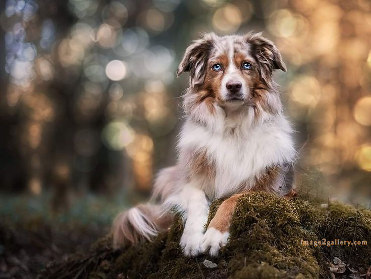 1100+ Dog Images Free Download | Cute Dog Pictures | 1072 animal dog image -(19)