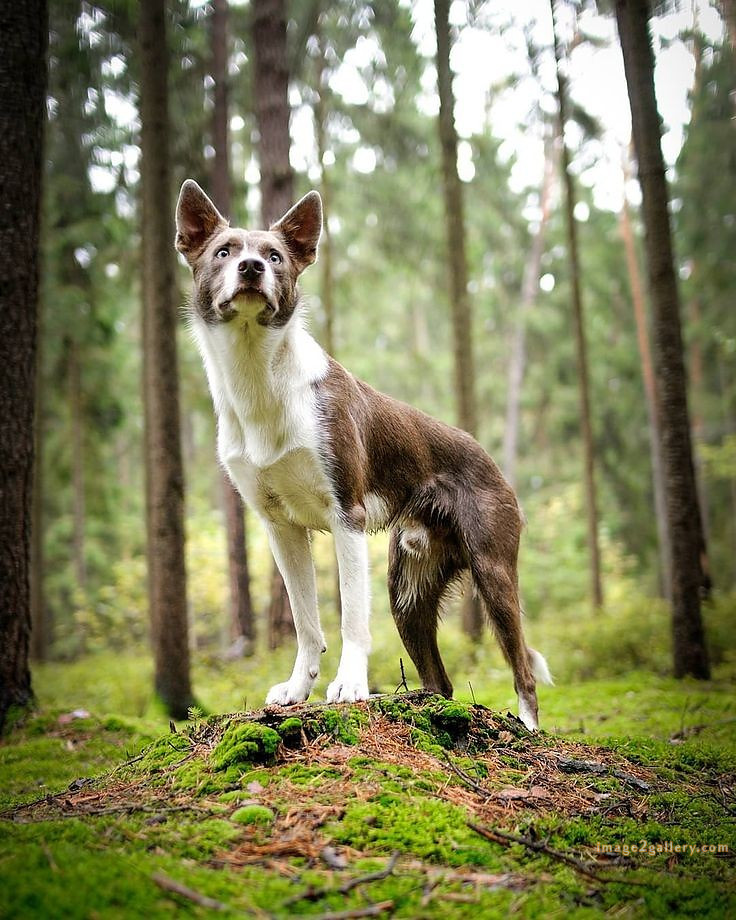 1100+ Dog Images Free Download | Cute Dog Pictures | 1089 animal dog image -(2)