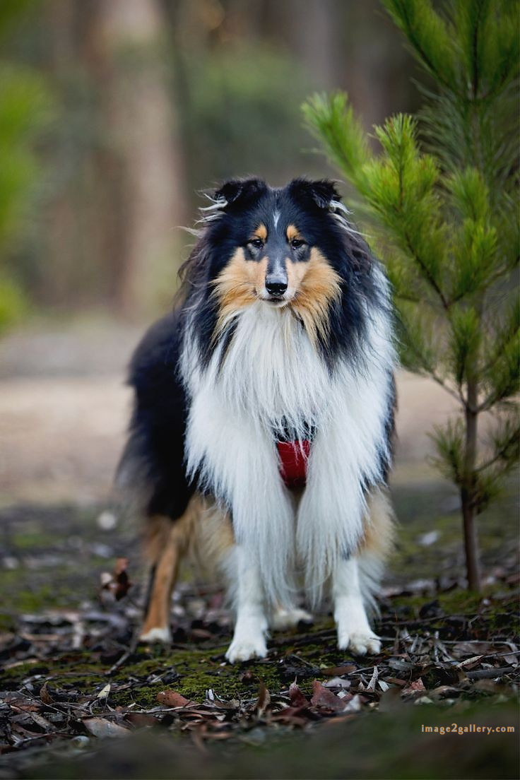 1100+ Dog Images Free Download | Cute Dog Pictures | 1073 animal dog image -(20)