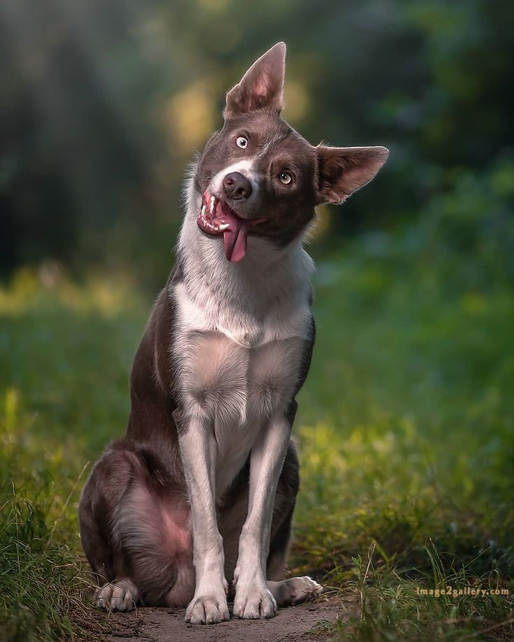 1100+ Dog Images Free Download | Cute Dog Pictures | 1088 animal dog image -(3)