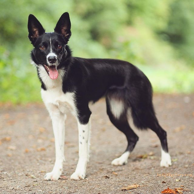 1100+ Dog Images Free Download | Cute Dog Pictures | 1087 animal dog image -(4)