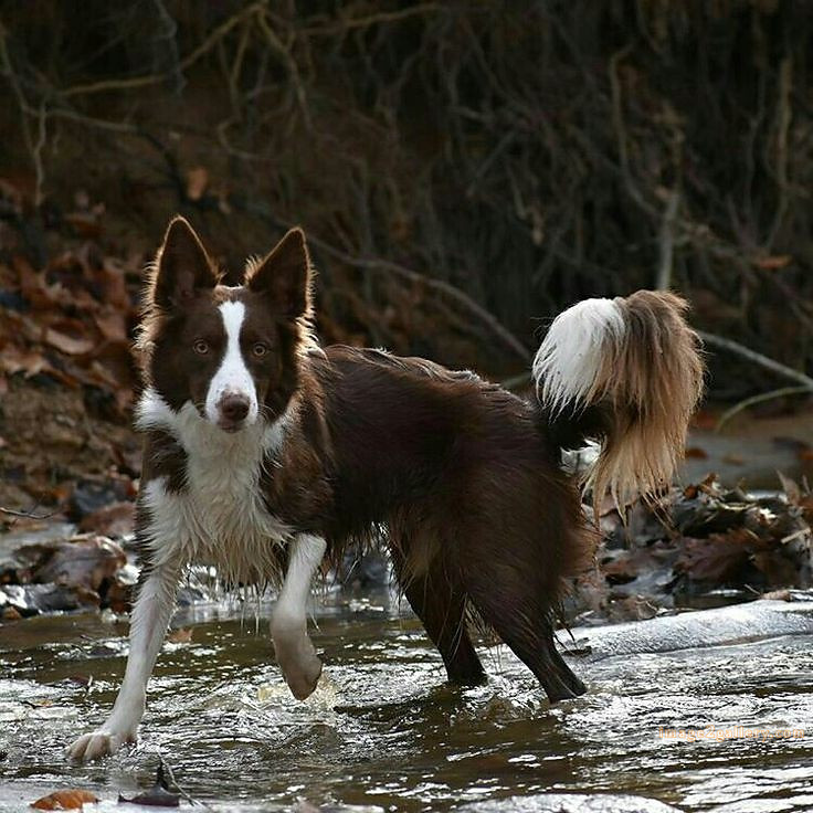 1100+ Dog Images Free Download | Cute Dog Pictures | 1086 animal dog image -(5)