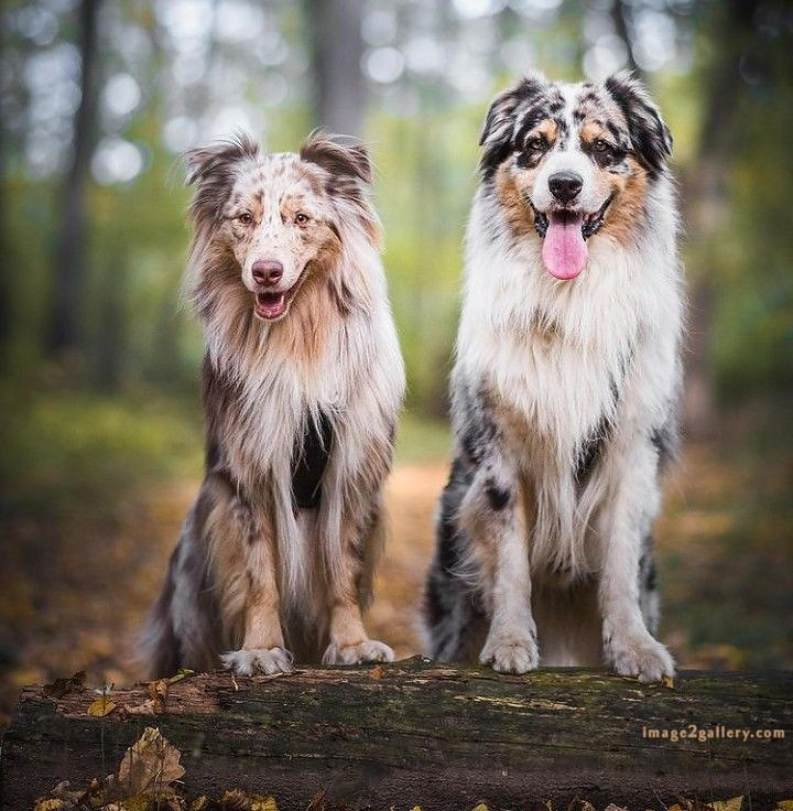 1100+ Dog Images Free Download | Cute Dog Pictures | 1085 animal dog image -(6)