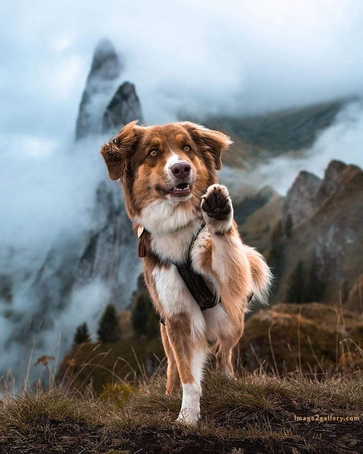 1100+ Dog Images Free Download | Cute Dog Pictures | 1080 animal dog image -(7)