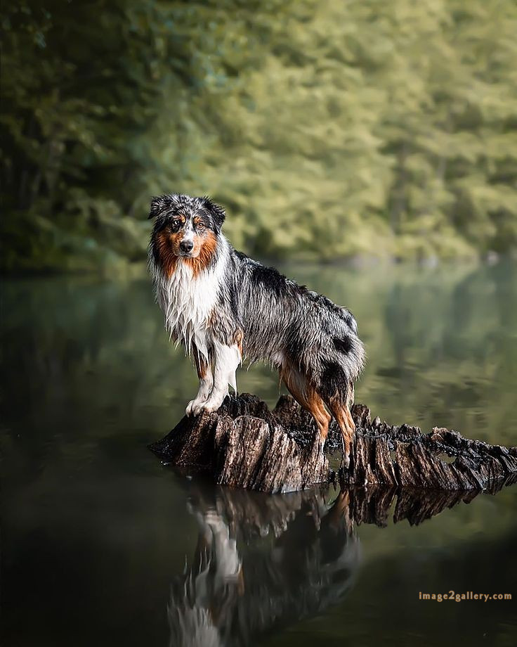 1100+ Dog Images Free Download | Cute Dog Pictures | 1082 animal dog image -(9)