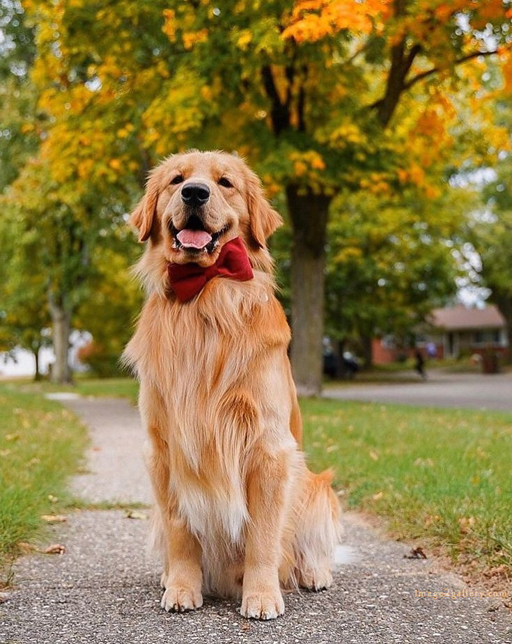 1100+ Dog Images Free Download | Cute Dog Pictures | 1055 animal dog images -(11)