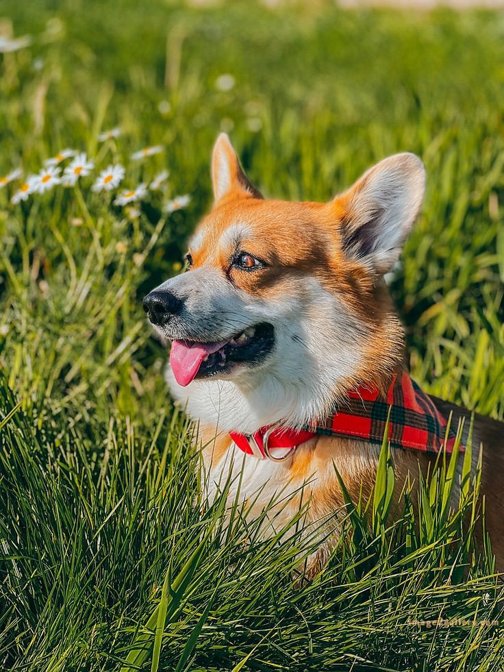 1100+ Dog Images Free Download | Cute Dog Pictures | 1056 animal dog images -(12)