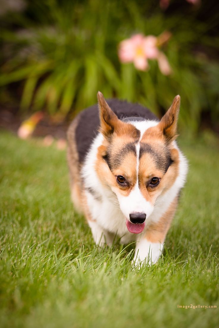 1100+ Dog Images Free Download | Cute Dog Pictures | 1057 animal dog images -(13)