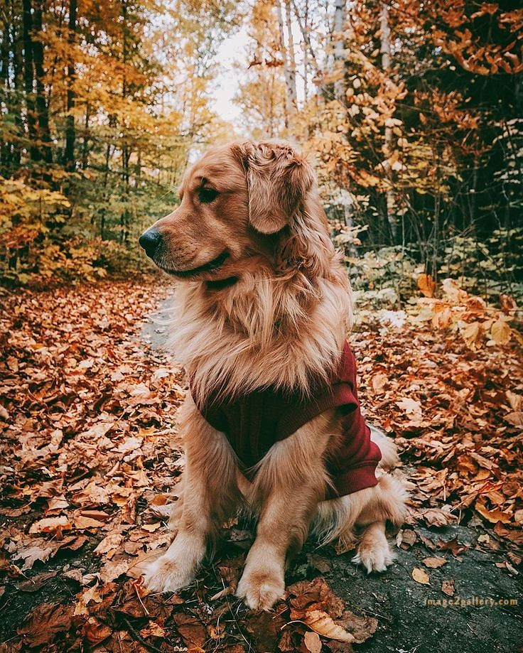 1100+ Dog Images Free Download | Cute Dog Pictures | 1059 animal dog images -(15)