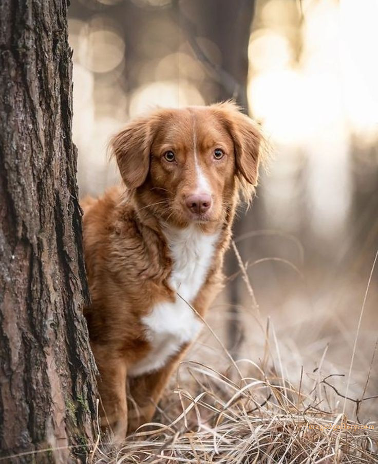 1100+ Dog Images Free Download | Cute Dog Pictures | 1050 animal dog images -(16)
