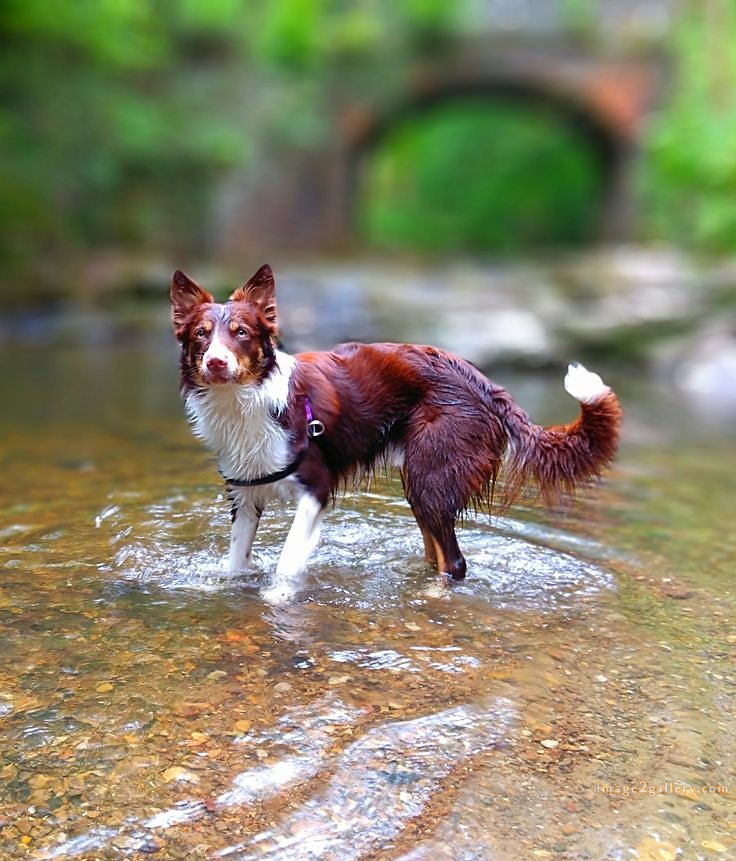 1100+ Dog Images Free Download | Cute Dog Pictures | 1051 animal dog images -(17)
