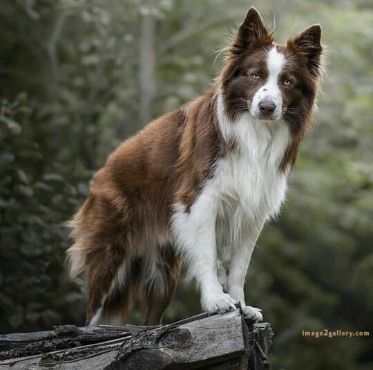 1100+ Dog Images Free Download | Cute Dog Pictures | 1065 animal dog images -(5)
