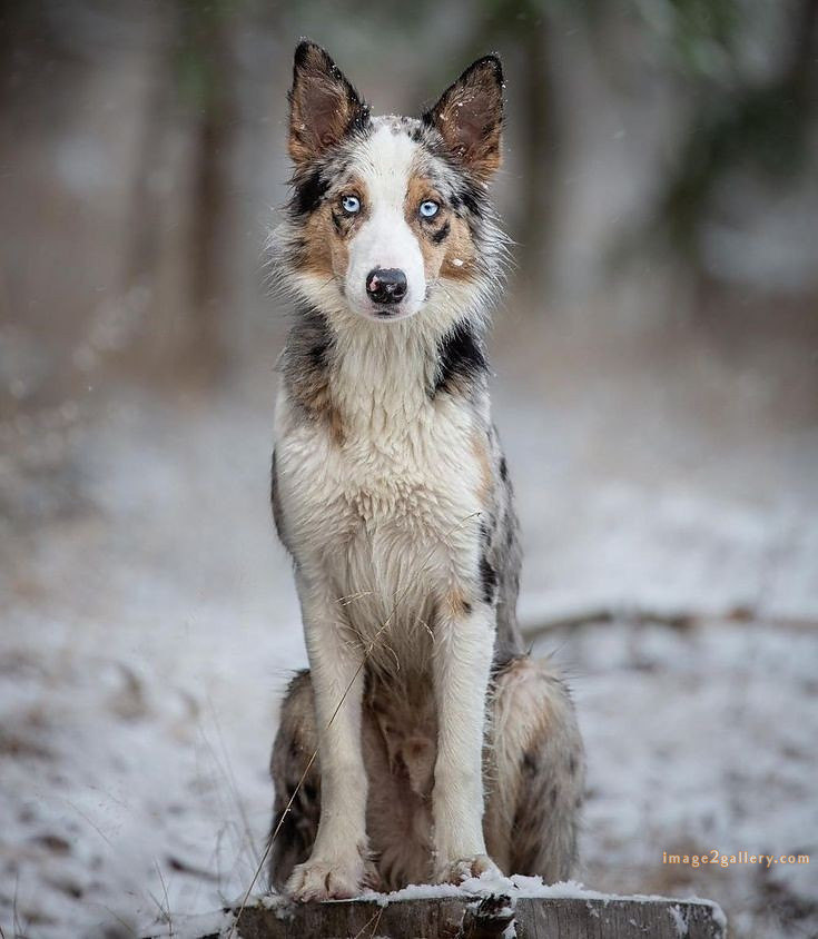 1100+ Dog Images Free Download | Cute Dog Pictures | 1060 animal dog images -(6)