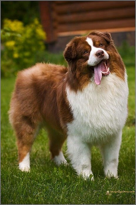 1100+ Dog Images Free Download | Cute Dog Pictures | 1062 animal dog images -(8)