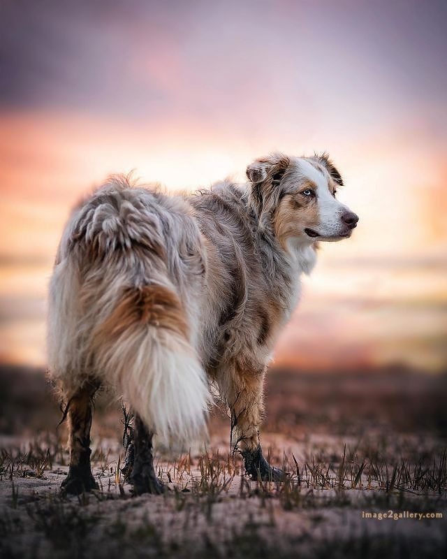1100+ Dog Images Free Download | Cute Dog Pictures | 1063 animal dog images -(9)