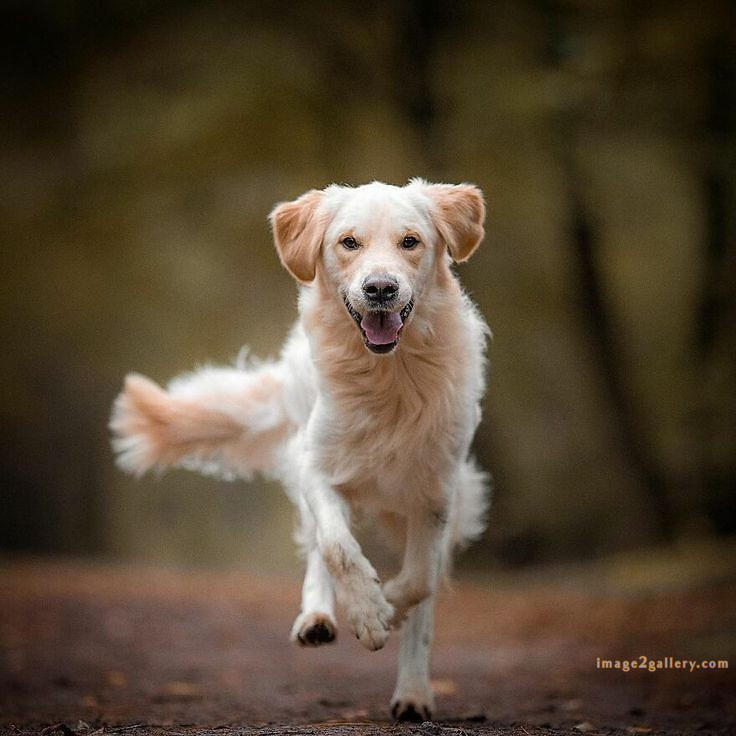1100+ Dog Images Free Download | Cute Dog Pictures | 1029 animal dog images download -