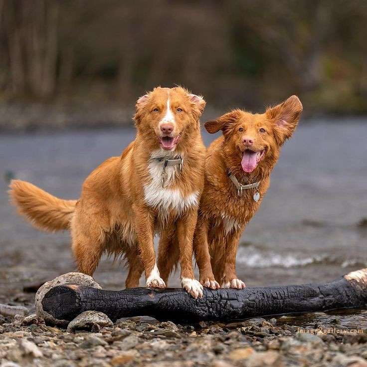 1100+ Dog Images Free Download | Cute Dog Pictures | 1046 animal dog images download -(1)