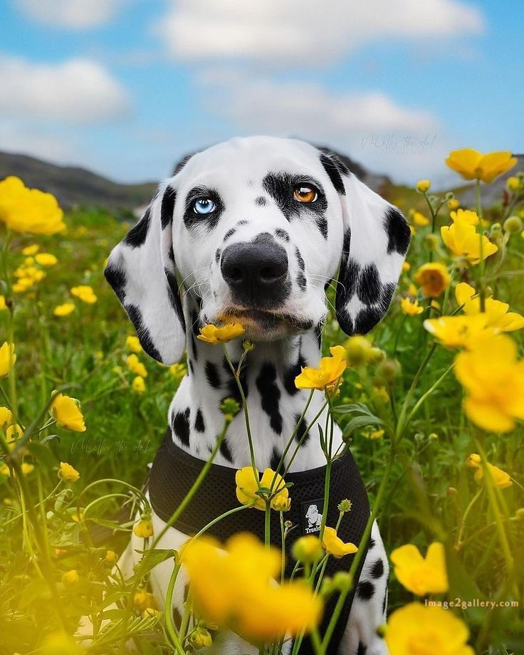 1100+ Dog Images Free Download | Cute Dog Pictures | 1039 animal dog images download -(10)