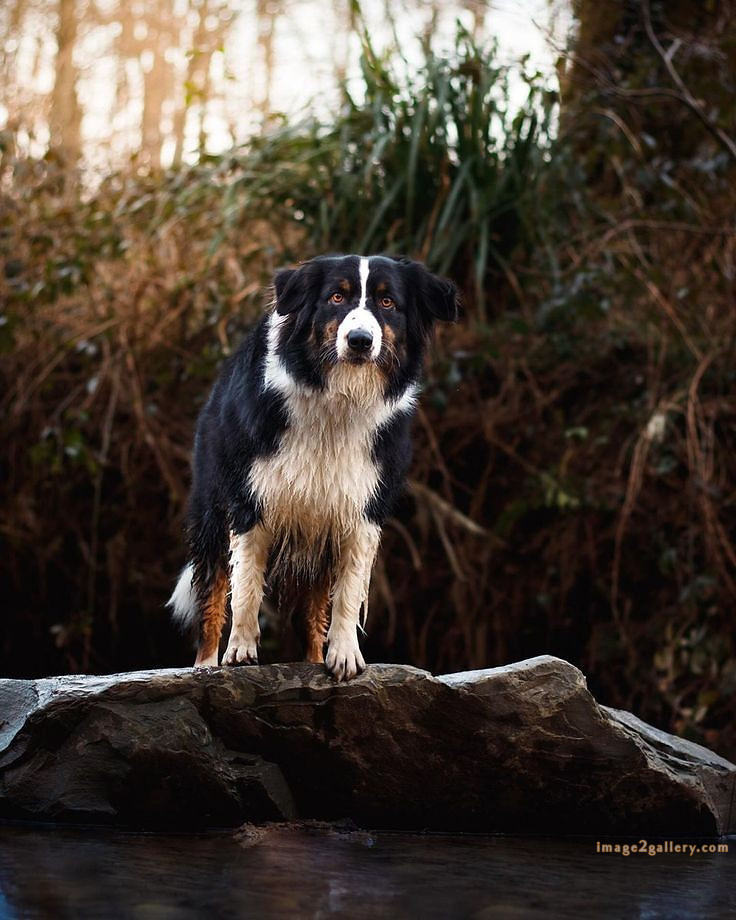 1100+ Dog Images Free Download | Cute Dog Pictures | 1035 animal dog images download -(11)