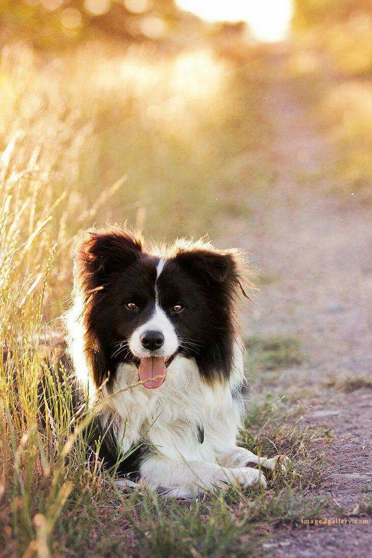 1100+ Dog Images Free Download | Cute Dog Pictures | 1036 animal dog images download -(12)