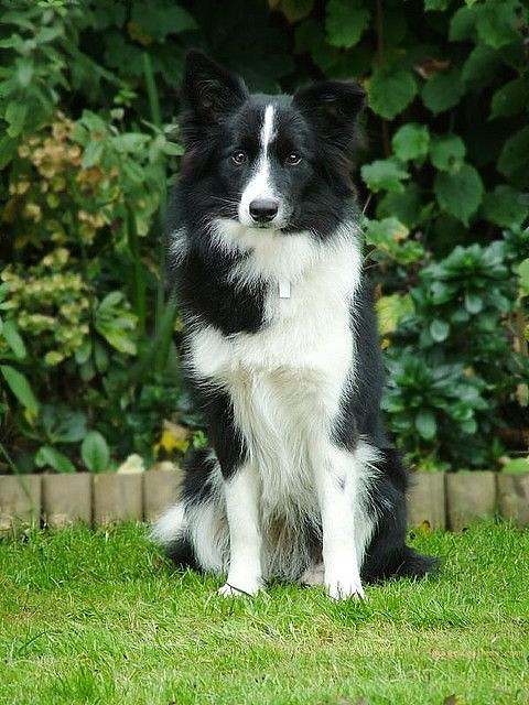 1100+ Dog Images Free Download | Cute Dog Pictures | 1037 animal dog images download -(13)