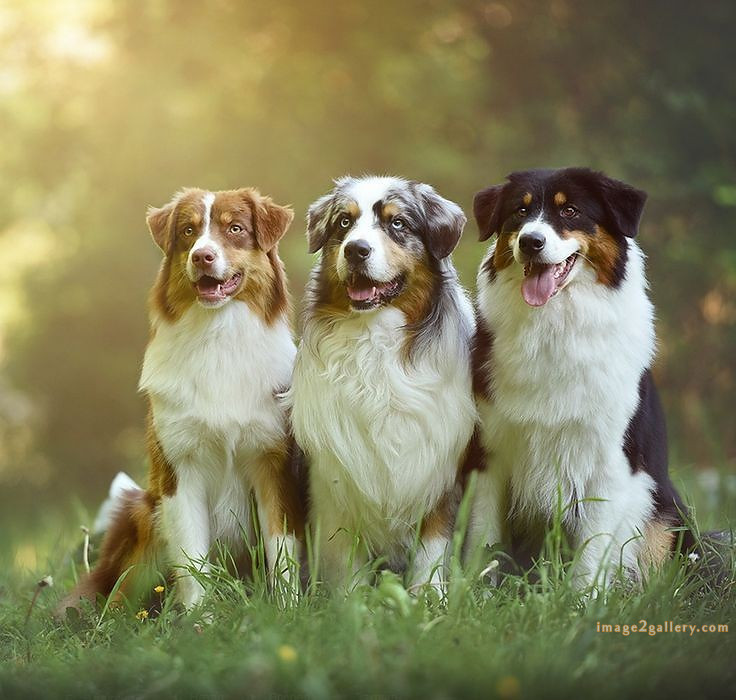 1100+ Dog Images Free Download | Cute Dog Pictures | 1038 animal dog images download -(14)