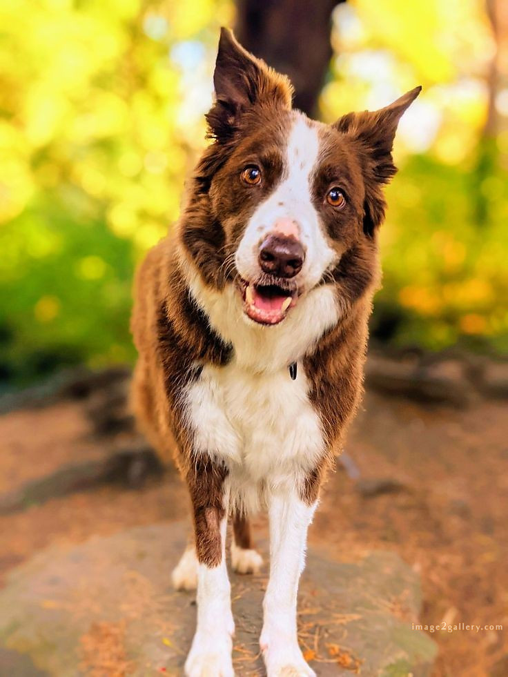 1100+ Dog Images Free Download | Cute Dog Pictures | 1034 animal dog images download -(15)