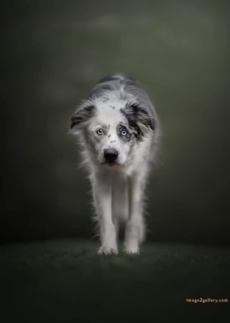 1100+ Dog Images Free Download | Cute Dog Pictures | 1033 animal dog images download -(16)