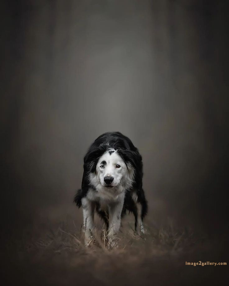 1100+ Dog Images Free Download | Cute Dog Pictures | 1032 animal dog images download -(17)